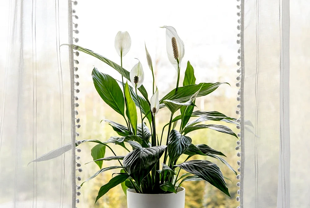 7 Allergy-Relief Plants to Make Springtime Easier for You!