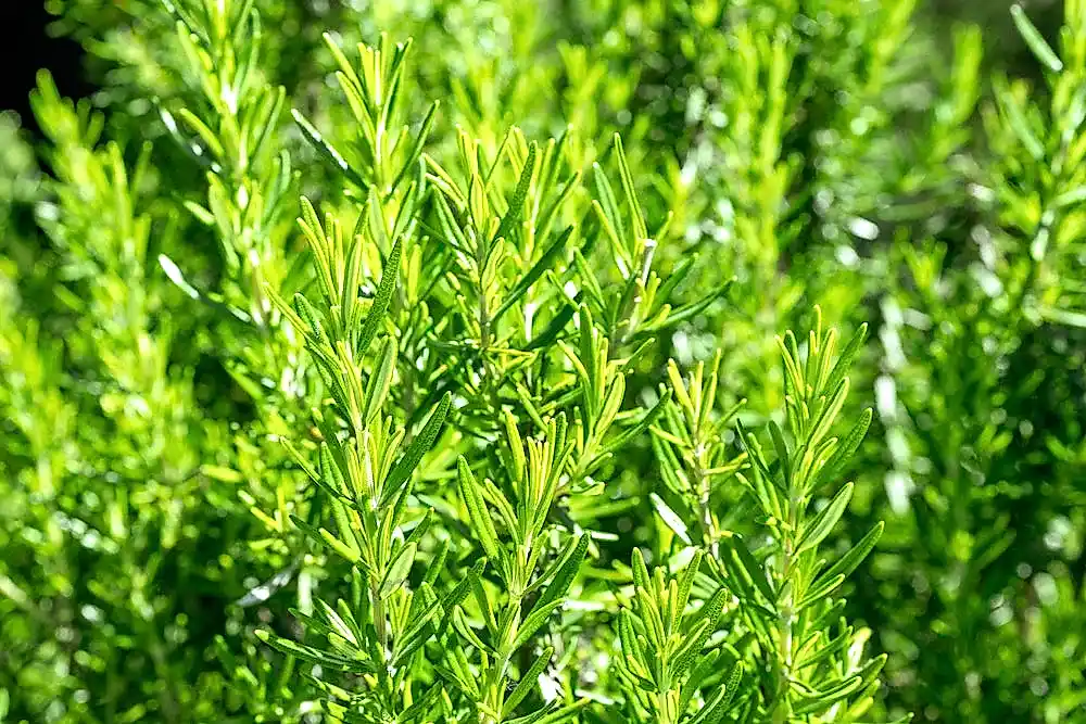 7 Wasp and Bee-Repellent Plants to Keep These Insects at Bay!