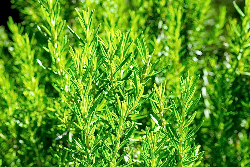 7 Wasp and Bee-Repellent Plants to Keep These Insects at Bay!