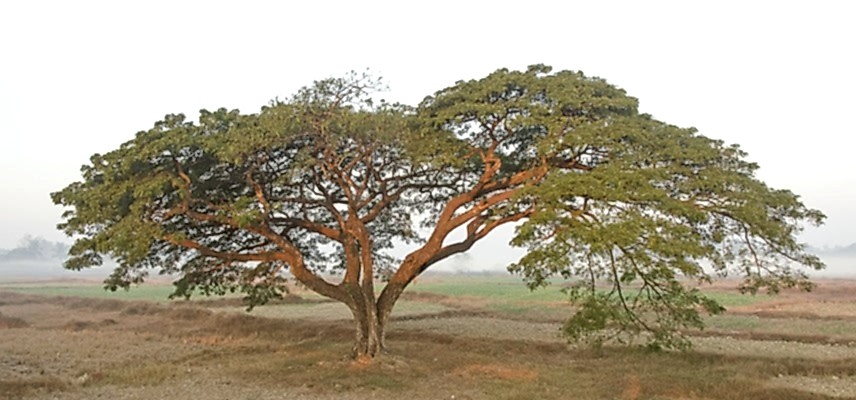 How to Grow Acacia Catechu Seeds