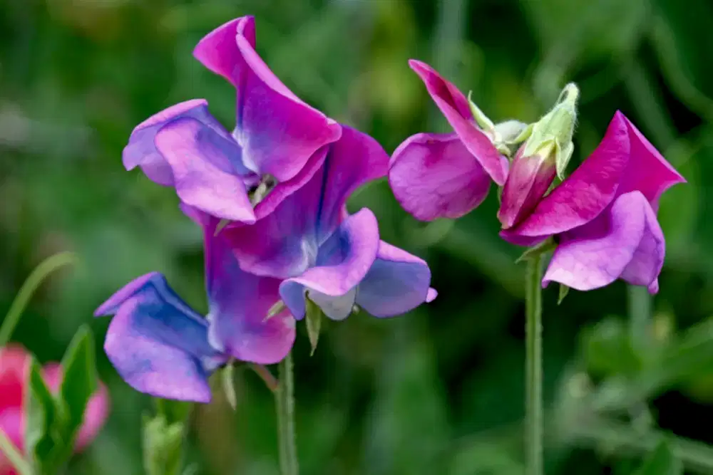 New to Gardening? Here are 10 Flower Seeds to Get You Started!