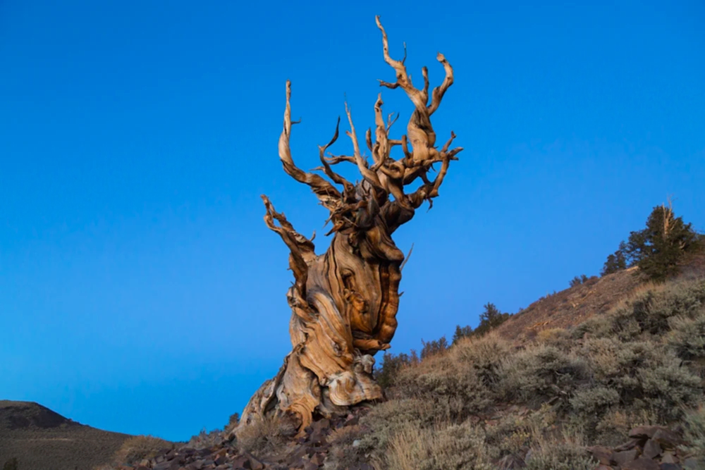 Some of the Oldest Living Plants on Earth