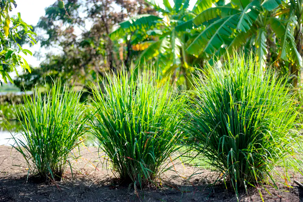 Growing Lemon Grass: Benefits and Care Tips for the Plant