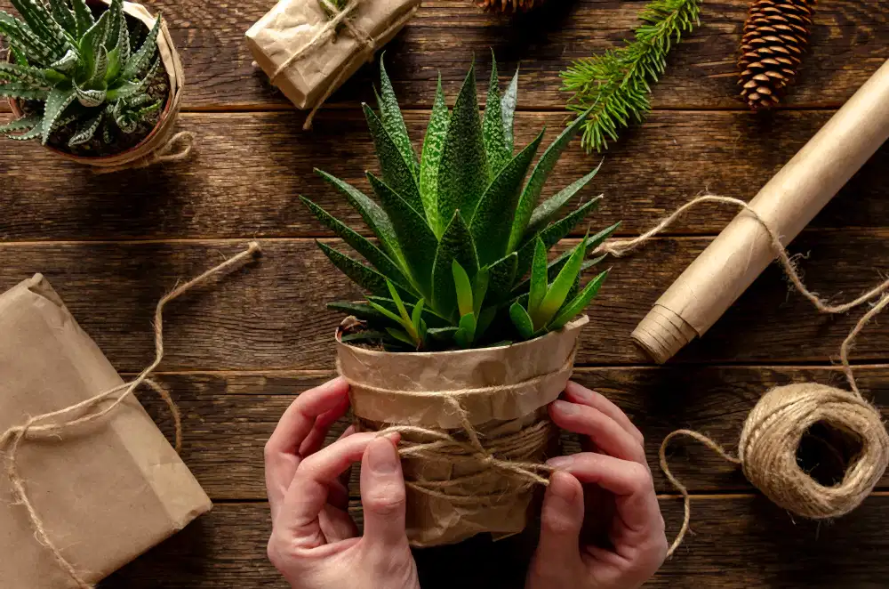 Best Green Gifts for Students and Working Individuals