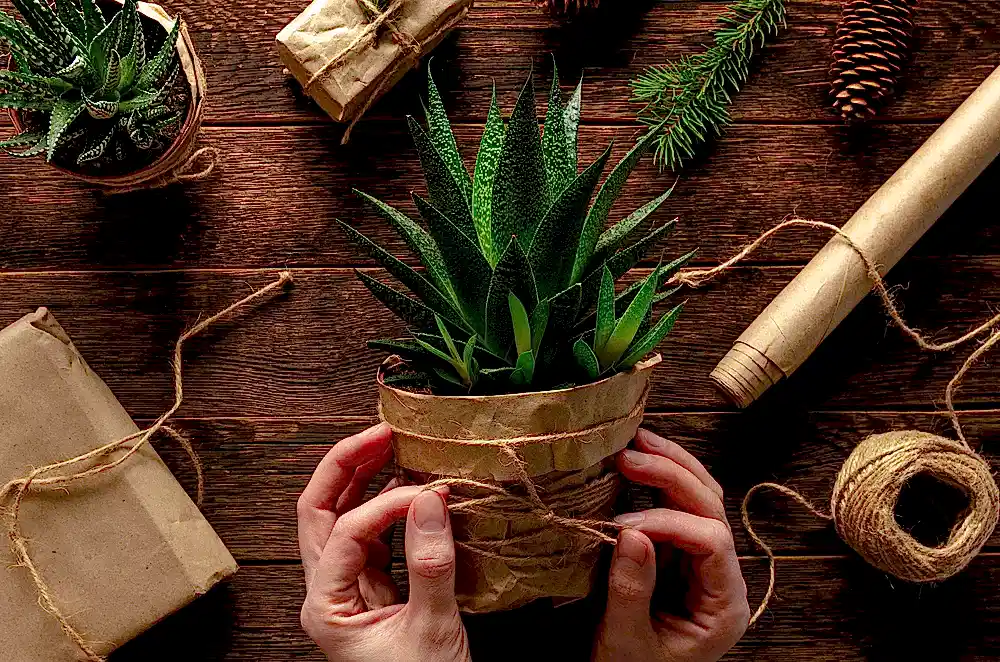 Best Green Gifts for Students and Working Individuals