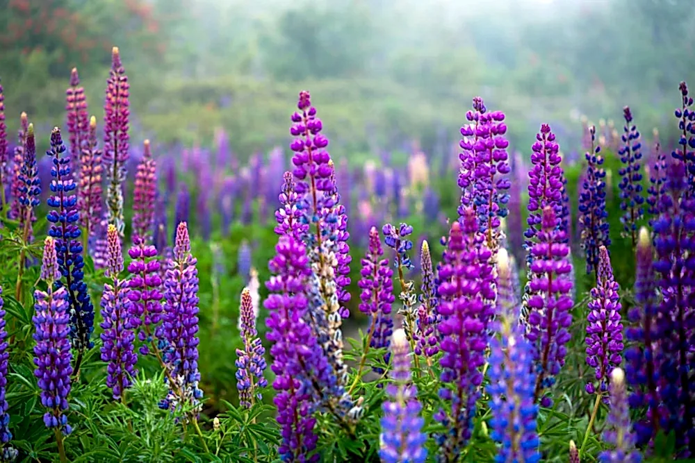 How to Plant Lupin Seeds