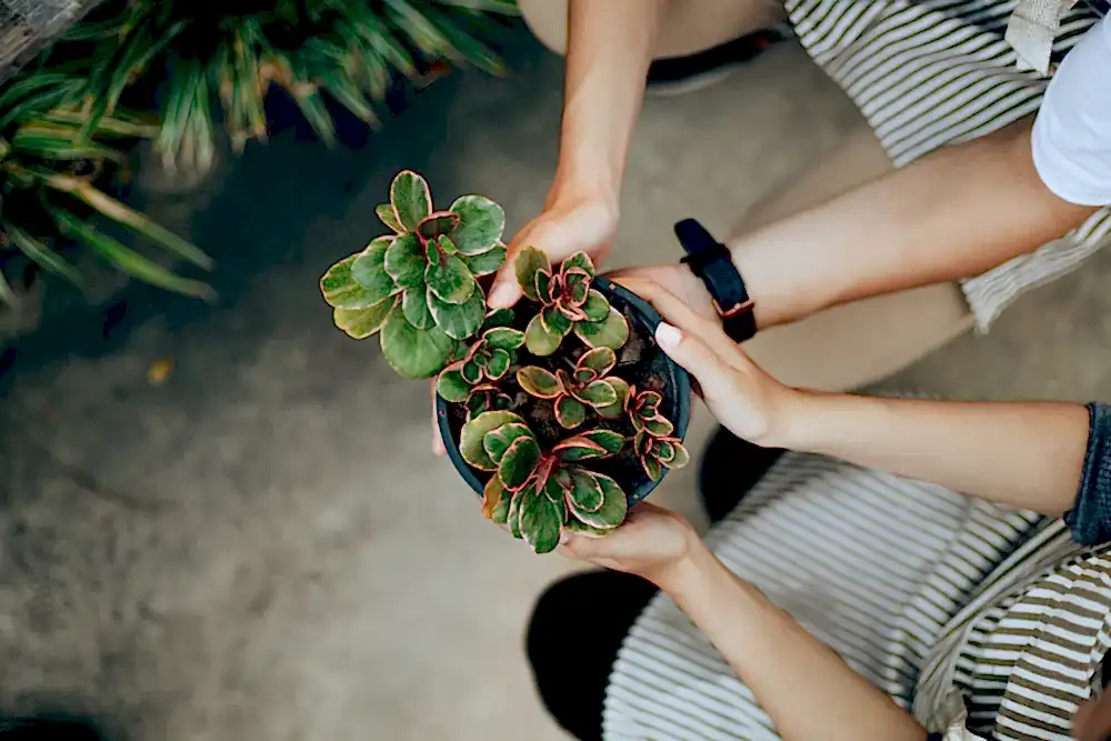 15 Best Plant Gift Ideas for Colleagues This Diwali