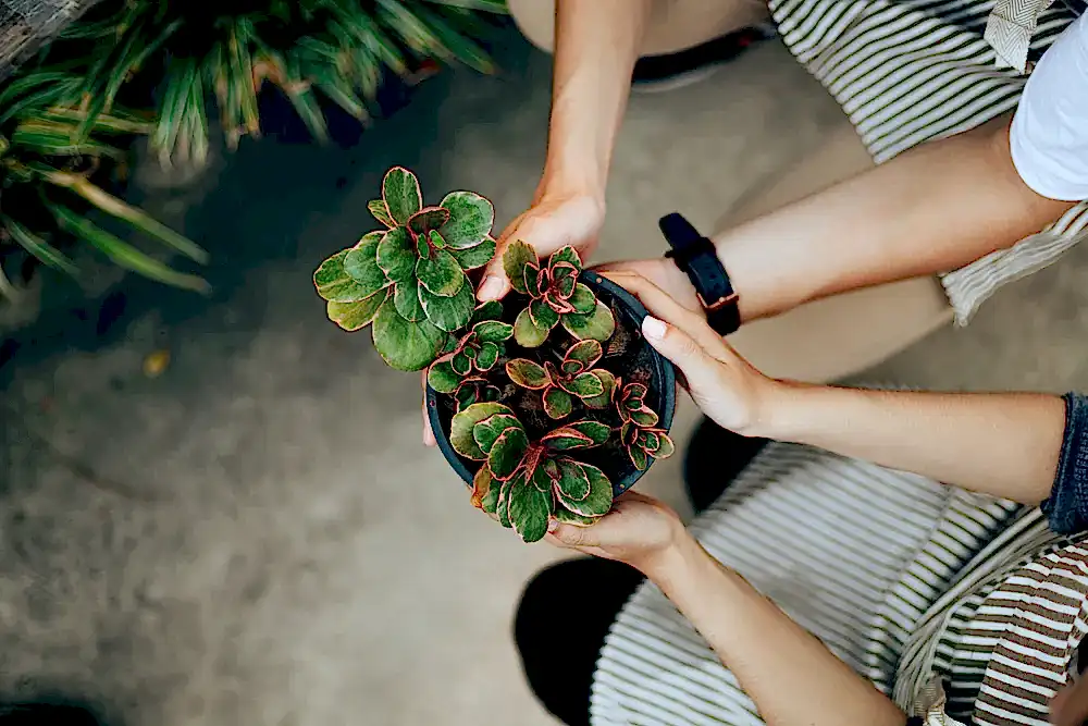 15 Best Plant Gift Ideas for Colleagues This Diwali