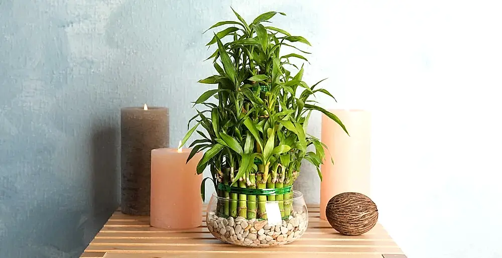 Why Do We Gift Bamboo Plants?