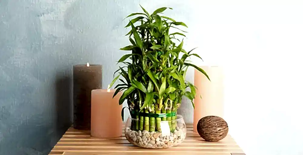 Why Do We Gift Bamboo Plants?