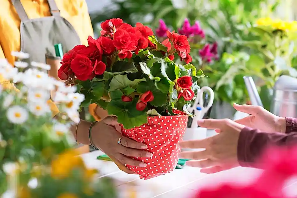 Best Women's Day Gifts: Plants to Show Your Appreciation This Women's Day