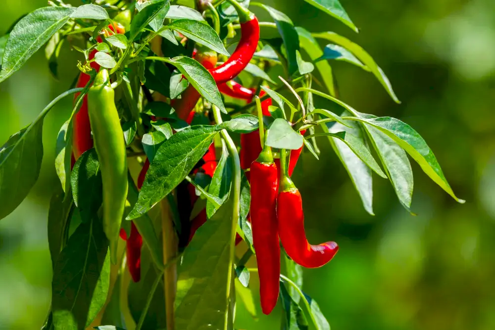 How to Grow Chillies At Home