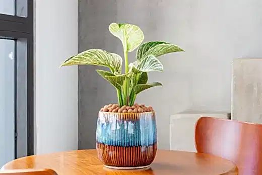 Philodendron Birkin Plant Care: Make Your Plant Love You Back!