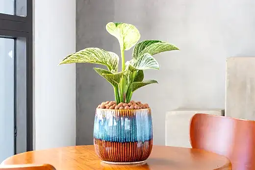 Philodendron Birkin Plant Care: Make Your Plant Love You Back!