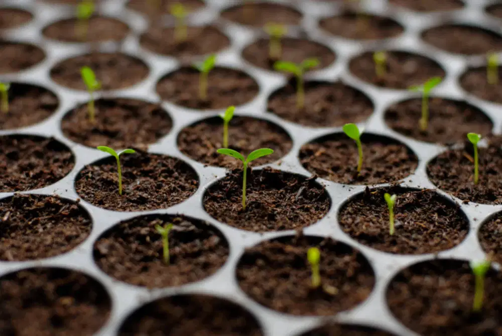 10 Best Summer Seeds to Plant This Year