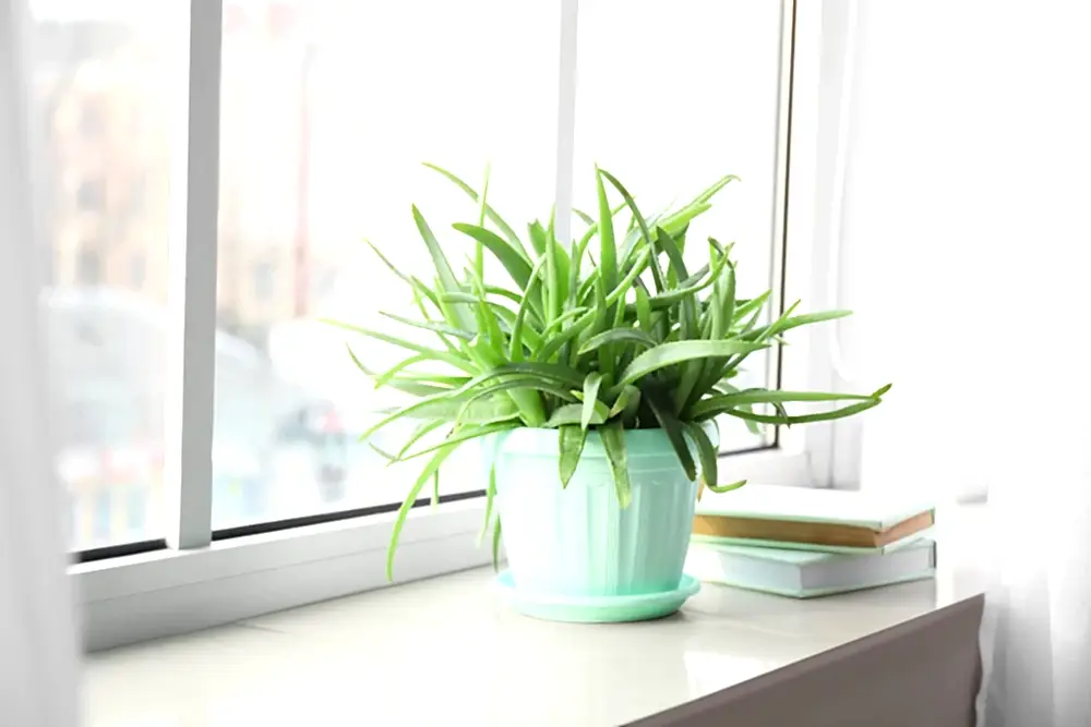 How to Grow an Aloe Vera Plant