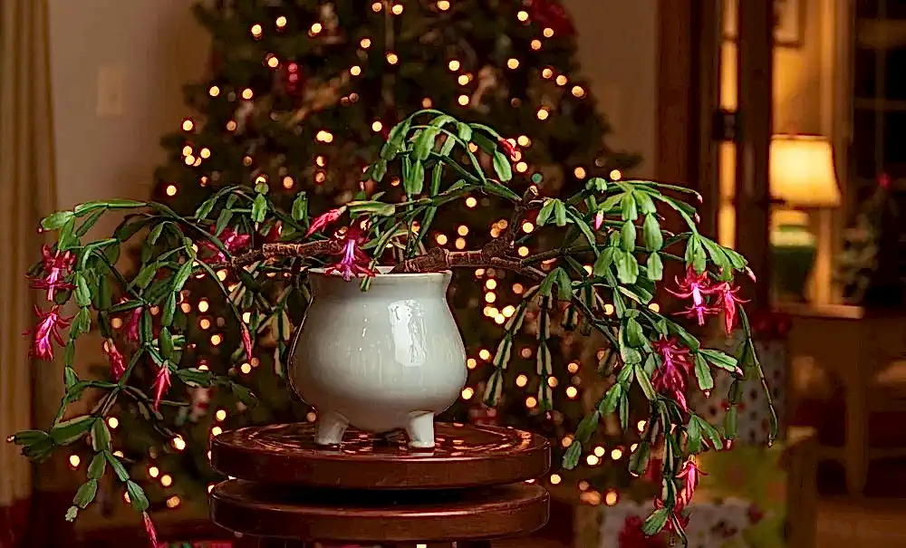 Grow the Christmas Cactus Plant for the Perfect Festive Decor this Christmas!