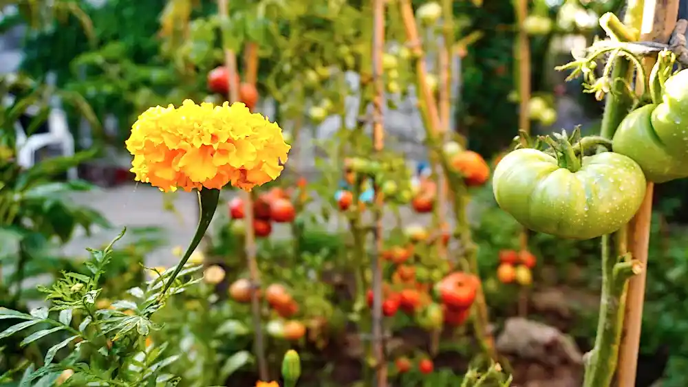 What is Permaculture Gardening?