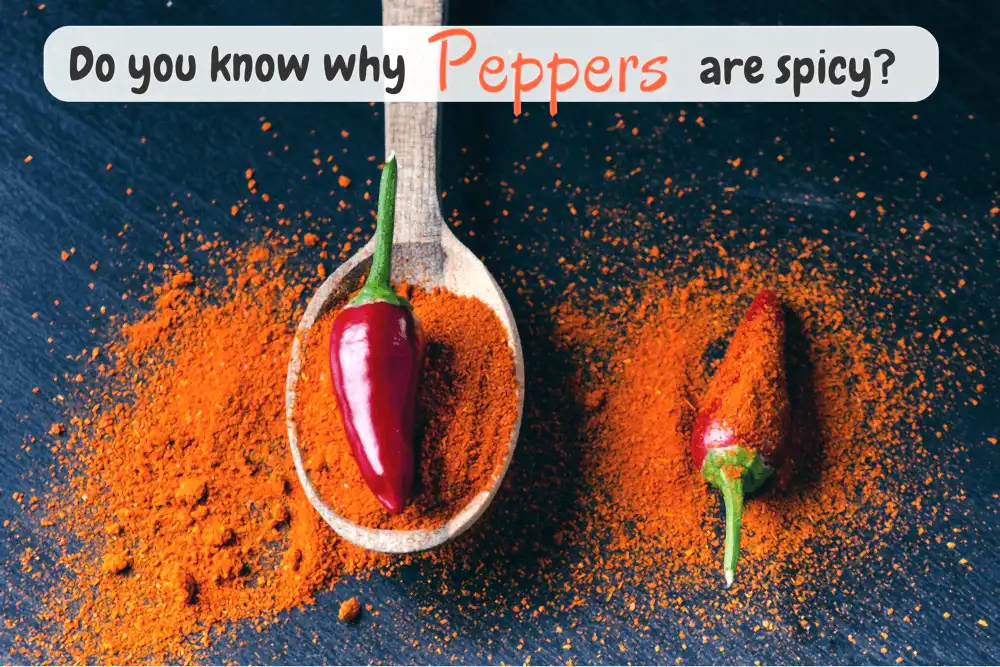Do you know why peppers are spicy?
