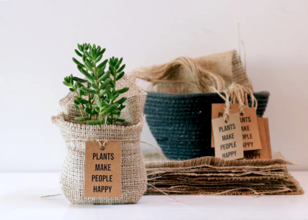Gifting Plants for Environment Day