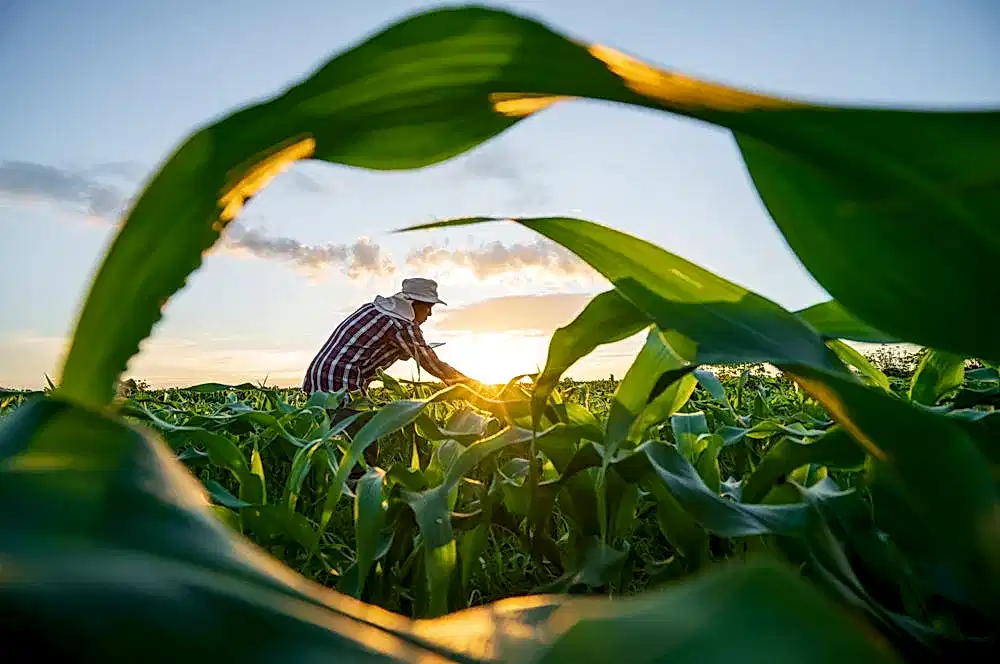 Sustainable Agriculture: The Art of SMART Agriculture