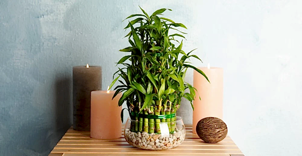 11 Feng Shui Plants for A Positive Home