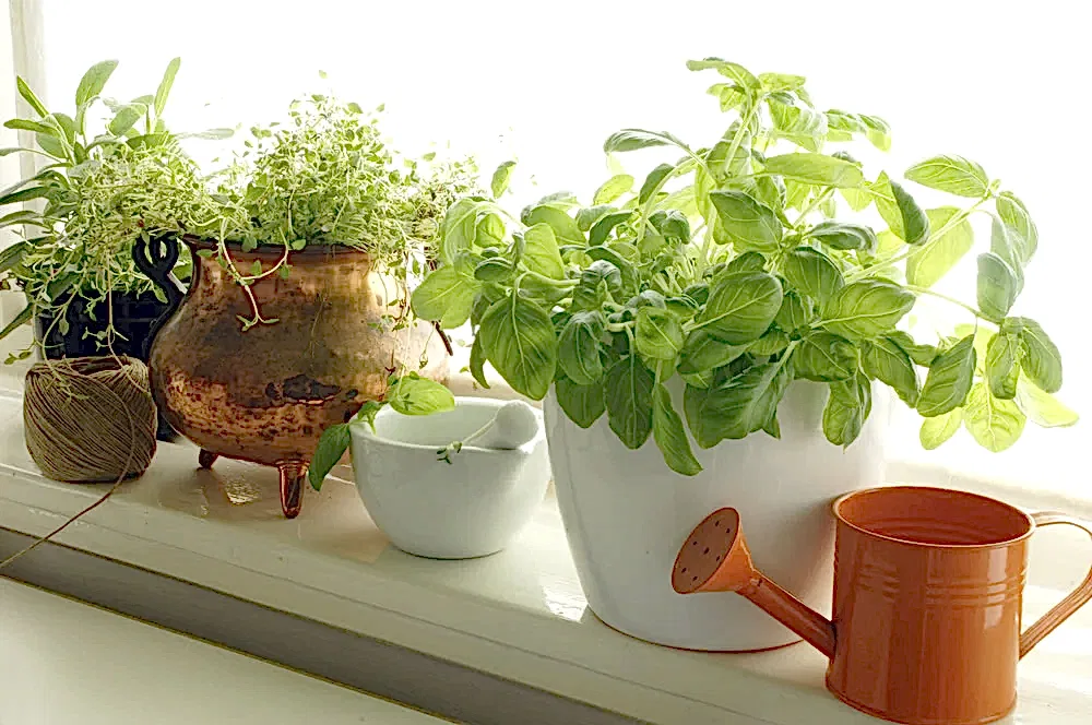 Medicinal Plants in Urban Homes