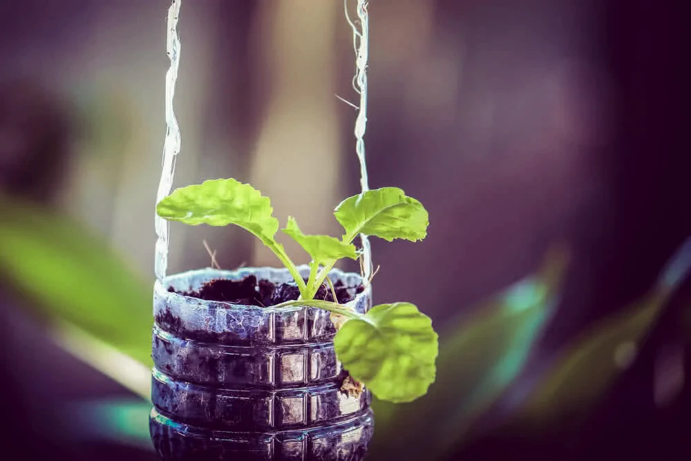 Turn plastic bottles into container gardens
