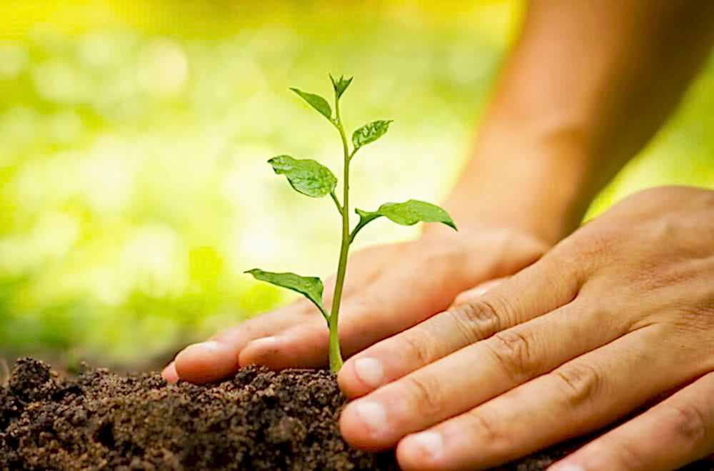 Plant Your First Tree on Earth Day