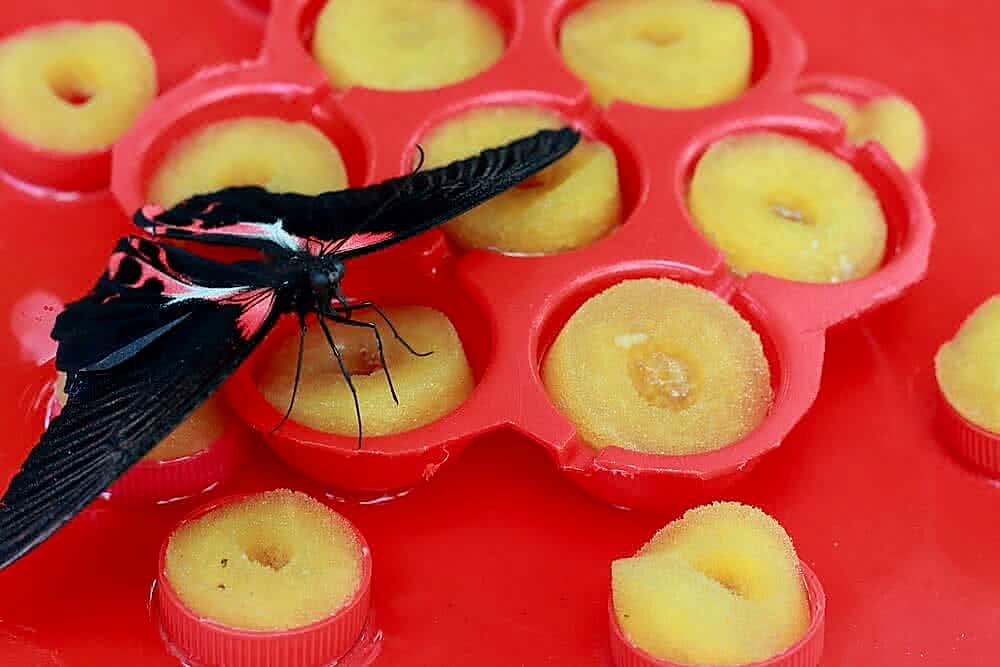 DIY Ideas – Butterfly Feeder