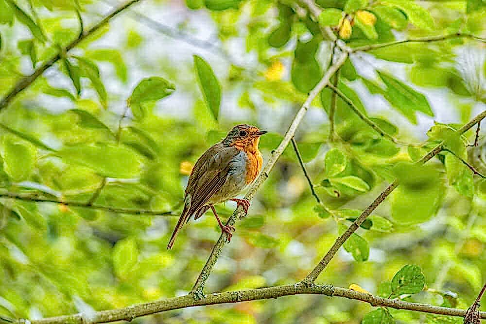 How to attract birds in your garden