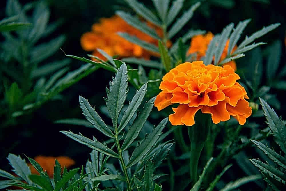 Why do you need Marigolds in your garden?