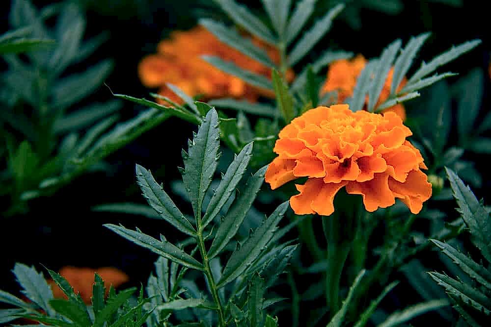 Why do you need Marigolds in your garden?