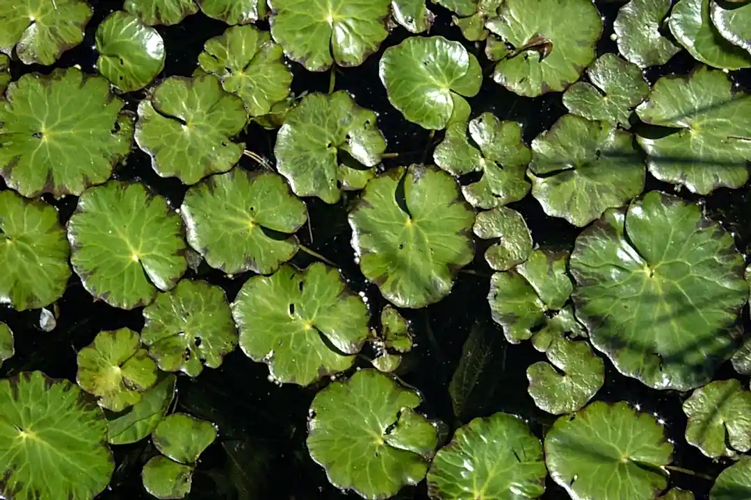 Top 10 Water Plants to Make Your Home Beautiful