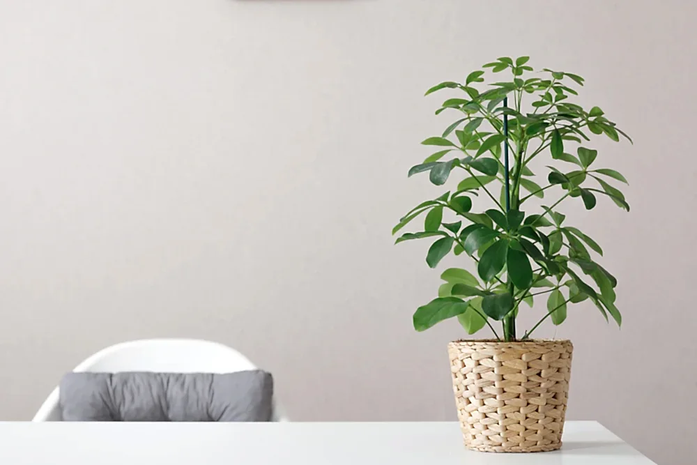 Know and Grow the Schefflera Plant (Umbrella)