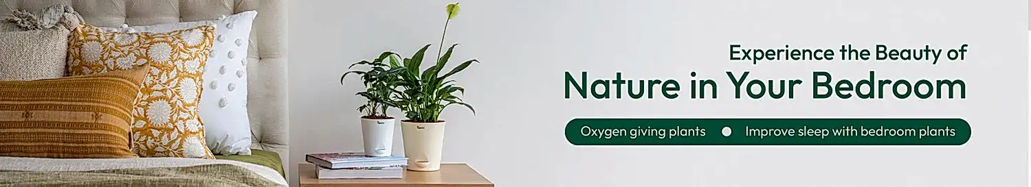 Bedroom plants