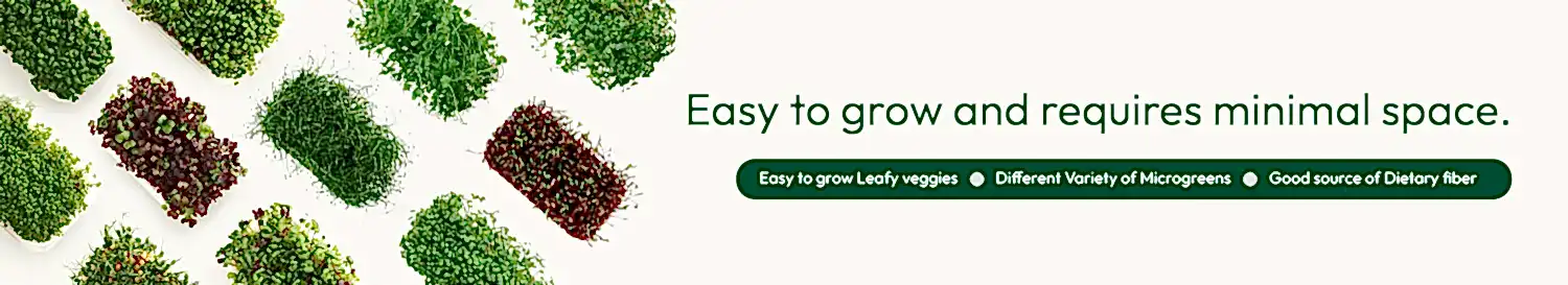 Microgreen seeds