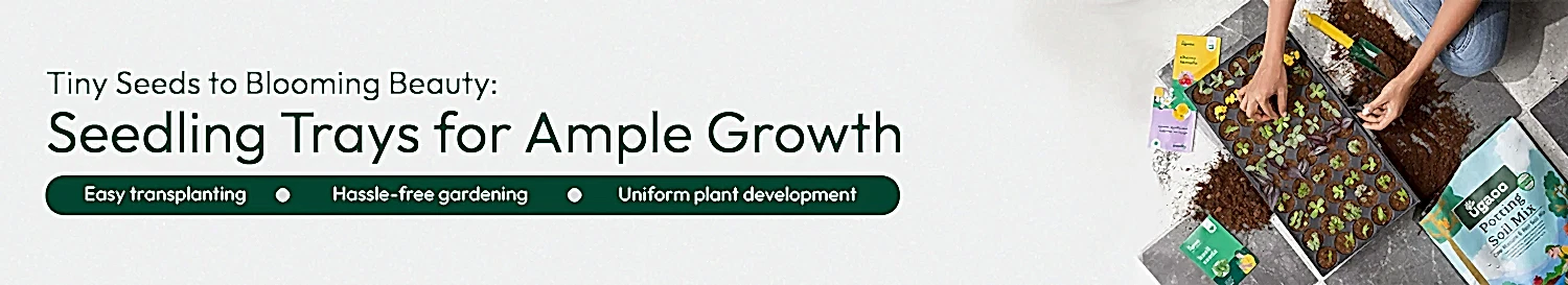 Seedling Tray