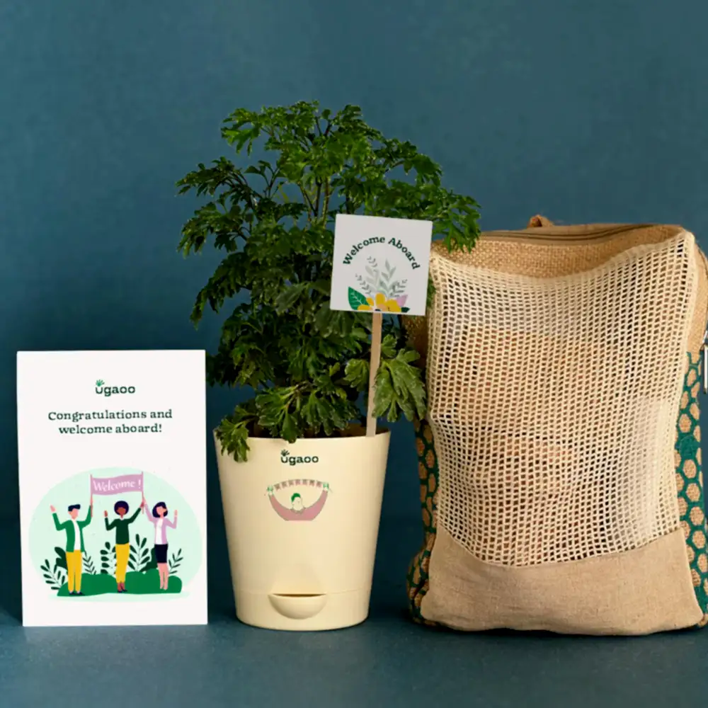 Aralia Climate Jute Bag For New Joining