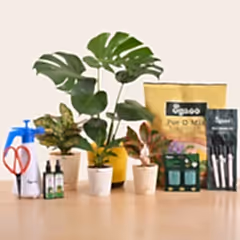 Garden in a Box