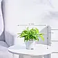 gro-ivory