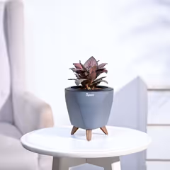 Red Euphorbia Plant