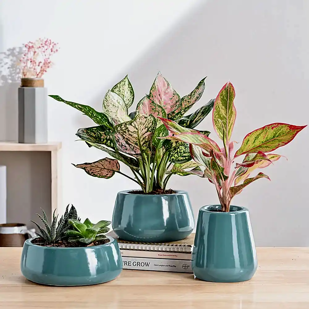 Tulip Fantasy Bundle - Aqua Green