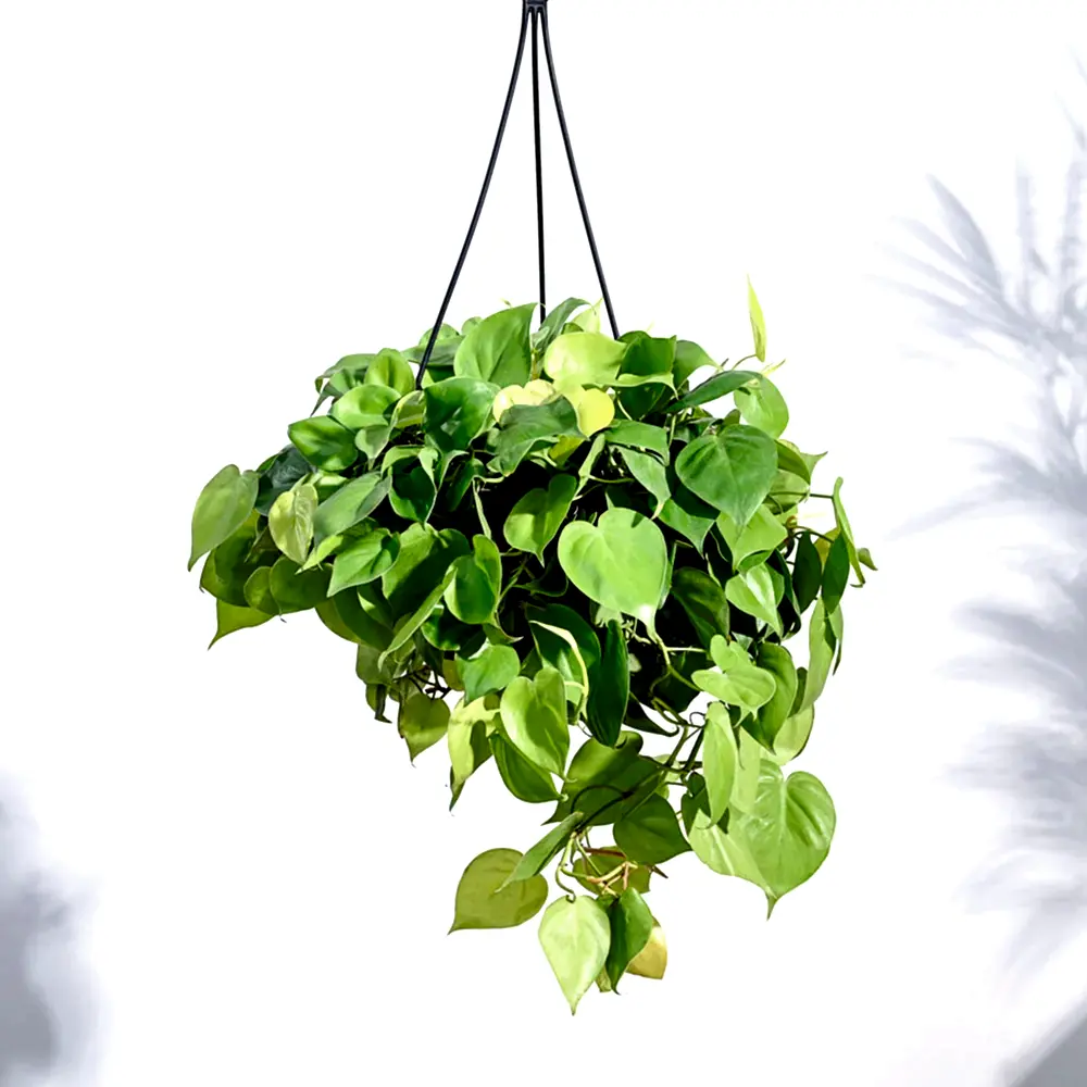 Philodendron Oxycardium Golden with Hanging Pot