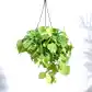 Philodendron Oxycardium Golden with Hanging Pot