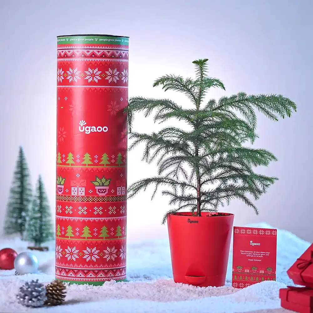 Evergreen Indian Christmas Tree