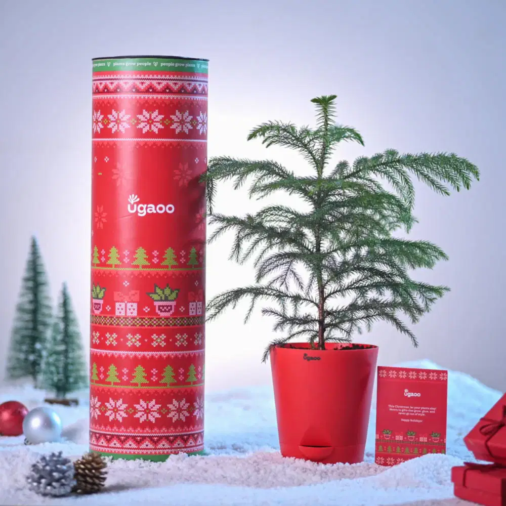 Evergreen Indian Christmas Tree