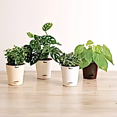 Indoor Plant Bundle: Fittonia, Jade Mini, Broken Heart, Philodendron Oxycardium Golden