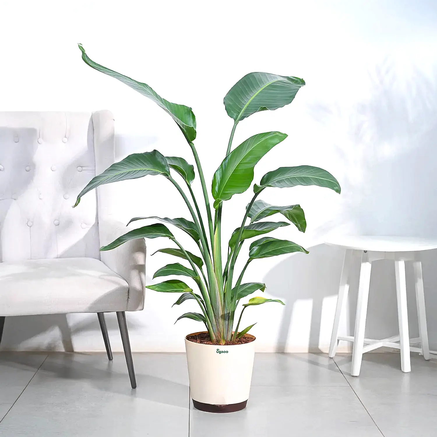 Bird of Paradise Plant - XL