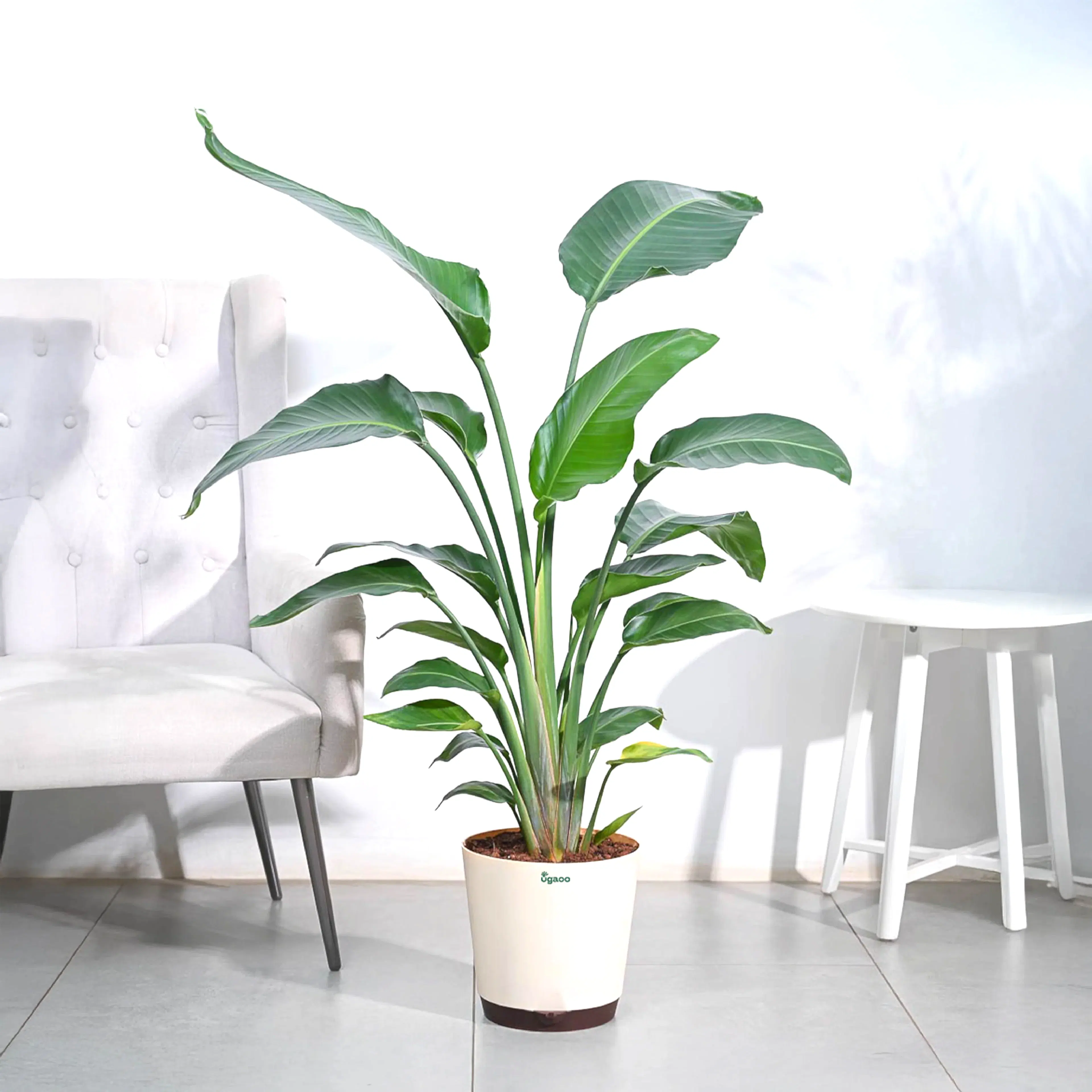Bird of Paradise Plant - XL